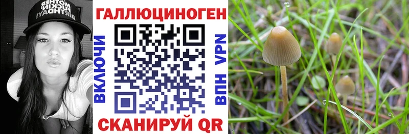 Псилоцибиновые грибы Cubensis  хочу   Волчанск 